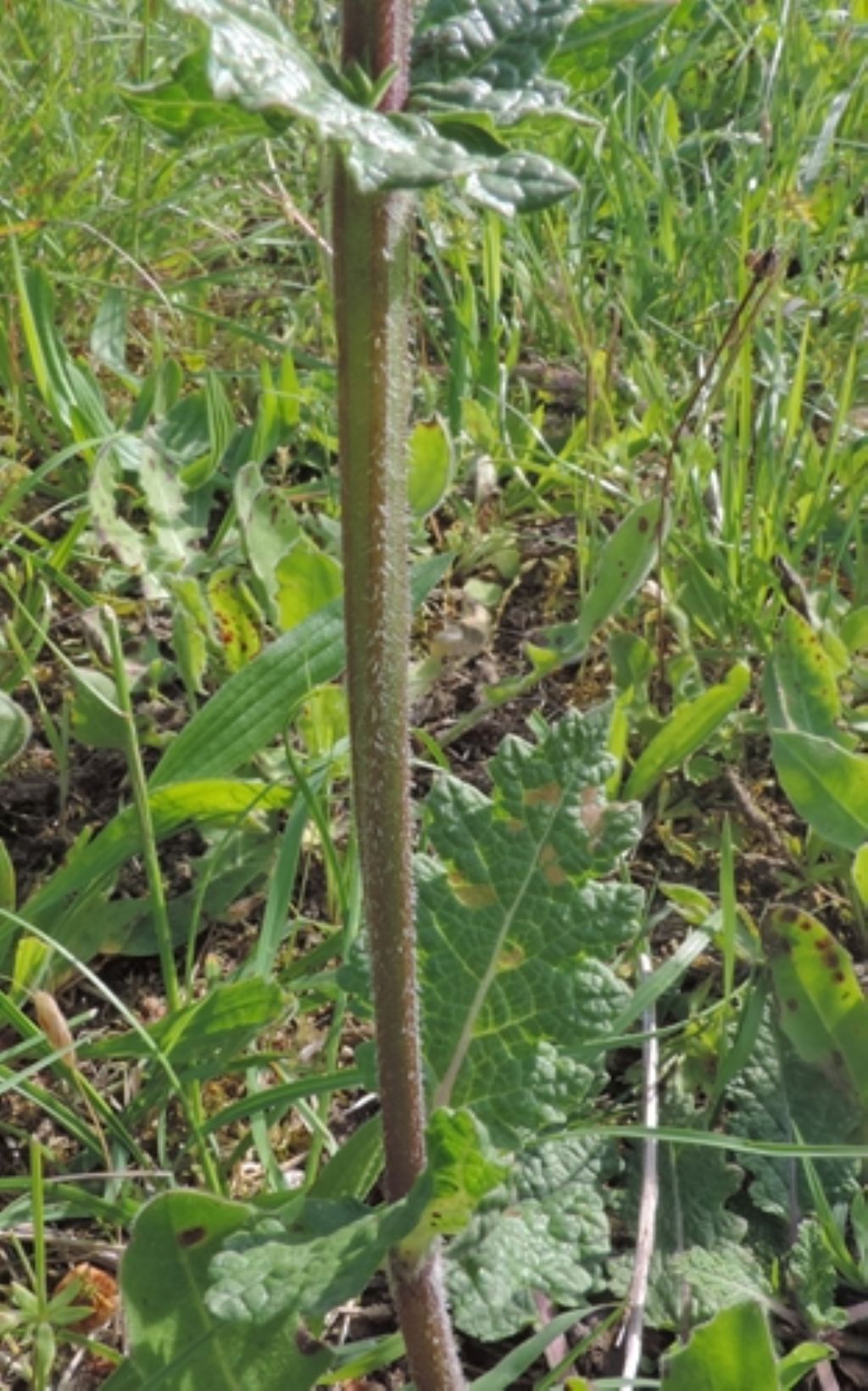 Salvia verbenaca (Lamiaceae)